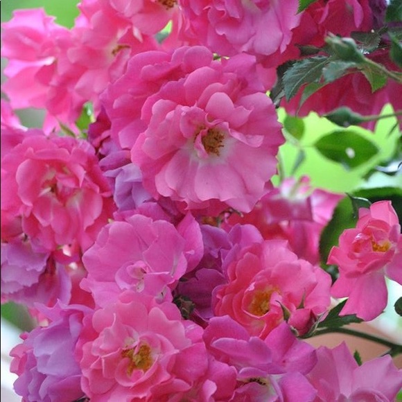 Meet your Posher, Laura - Picture 1 of 1